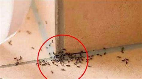 正罡 家里有蚂蚁